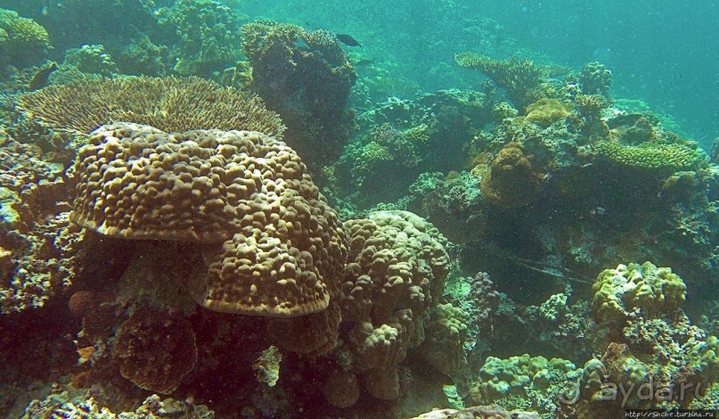 Коралловые сады залива Таджура