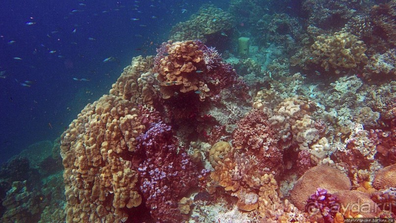 Коралловые сады залива Таджура
