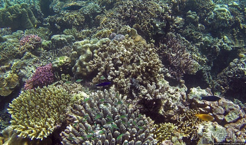 Коралловые сады залива Таджура