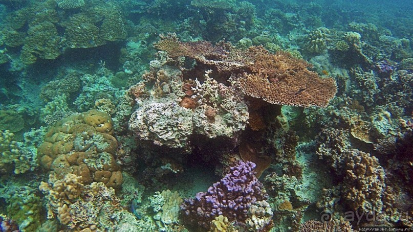 Коралловые сады залива Таджура