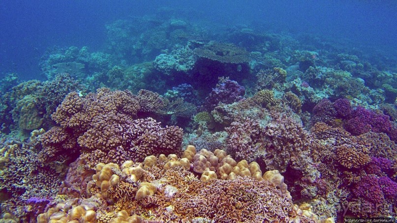 Коралловые сады залива Таджура