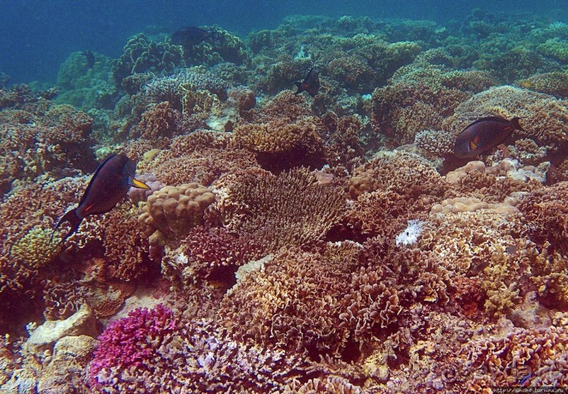 Коралловые сады залива Таджура