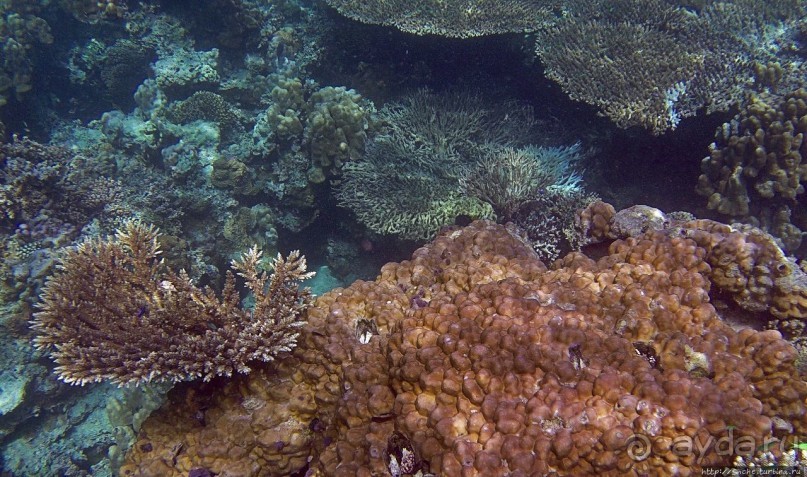 Коралловые сады залива Таджура