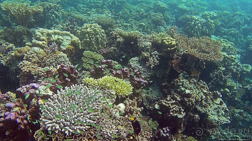 Коралловые сады залива Таджура