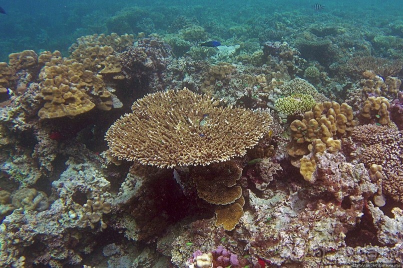 Коралловые сады залива Таджура