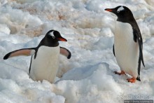Cuverville island — здесь гнездятся пингвины