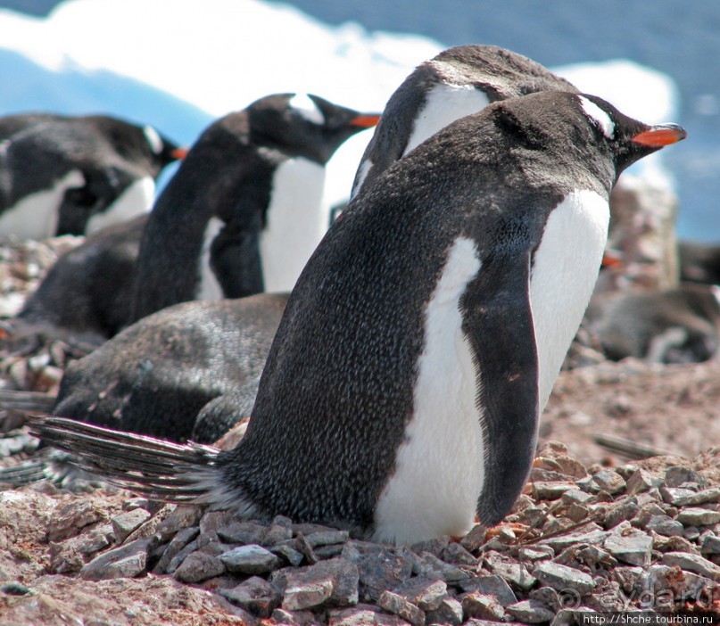 Cuverville island — здесь гнездятся пингвины