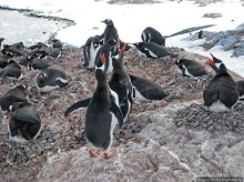 Cuverville island — здесь гнездятся пингвины