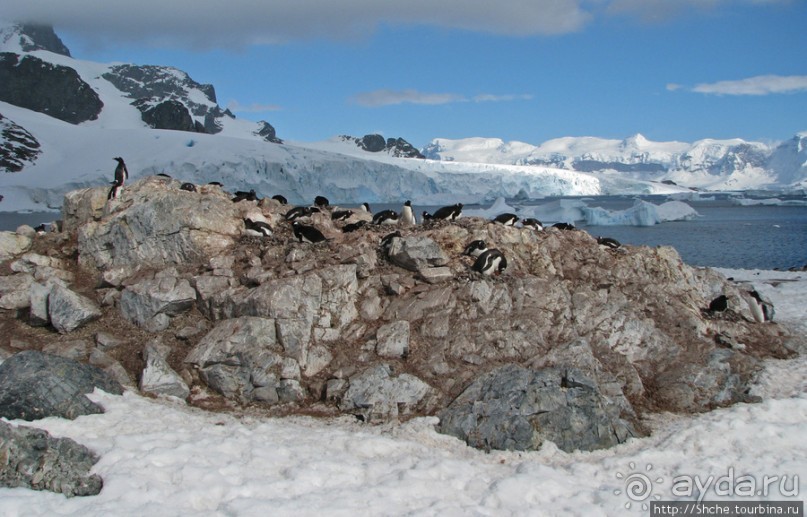 Cuverville island — здесь гнездятся пингвины