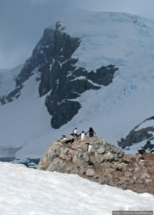 Cuverville island — здесь гнездятся пингвины