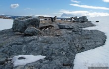 Cuverville island — здесь гнездятся пингвины