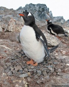 Cuverville island — здесь гнездятся пингвины