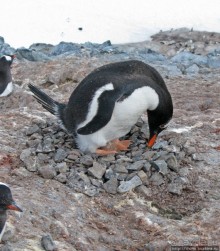 Cuverville island — здесь гнездятся пингвины