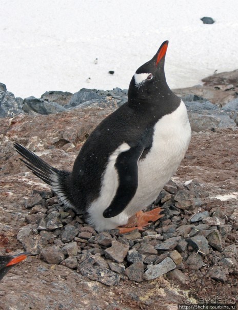 Cuverville island — здесь гнездятся пингвины