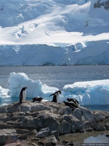 Cuverville island — здесь гнездятся пингвины
