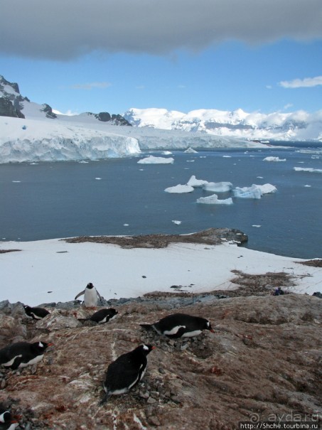 Cuverville island — здесь гнездятся пингвины