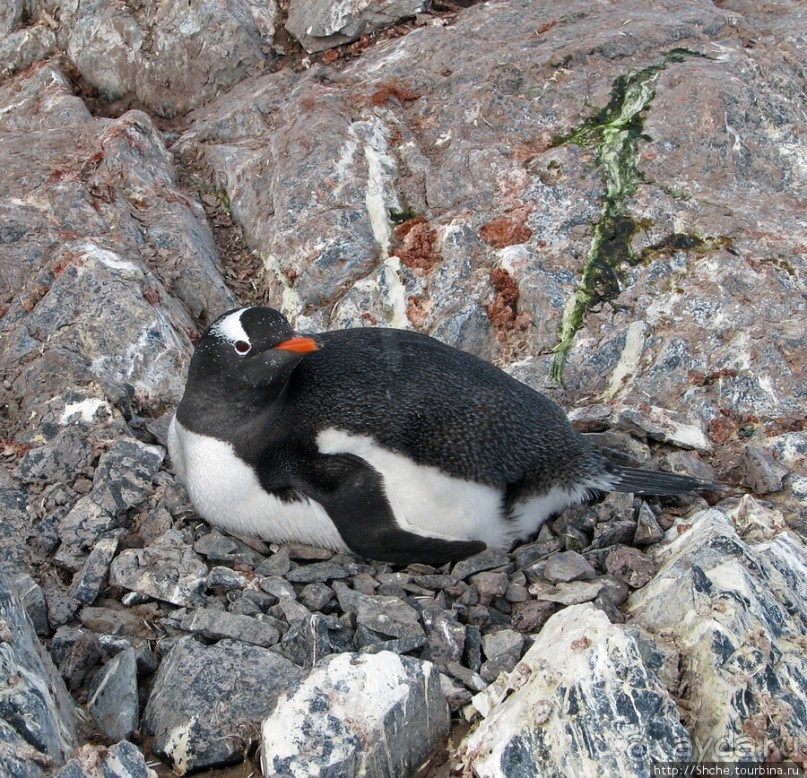 Cuverville island — здесь гнездятся пингвины