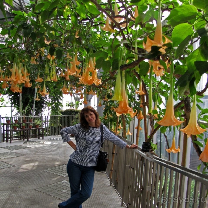 Около 200 сортов трав в саду на горе Рокко