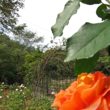 Около 200 сортов трав в саду на горе Рокко