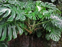 Около 200 сортов трав в саду на горе Рокко