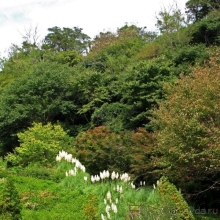 Около 200 сортов трав в саду на горе Рокко