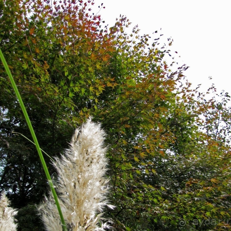 Около 200 сортов трав в саду на горе Рокко