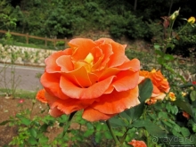 Около 200 сортов трав в саду на горе Рокко