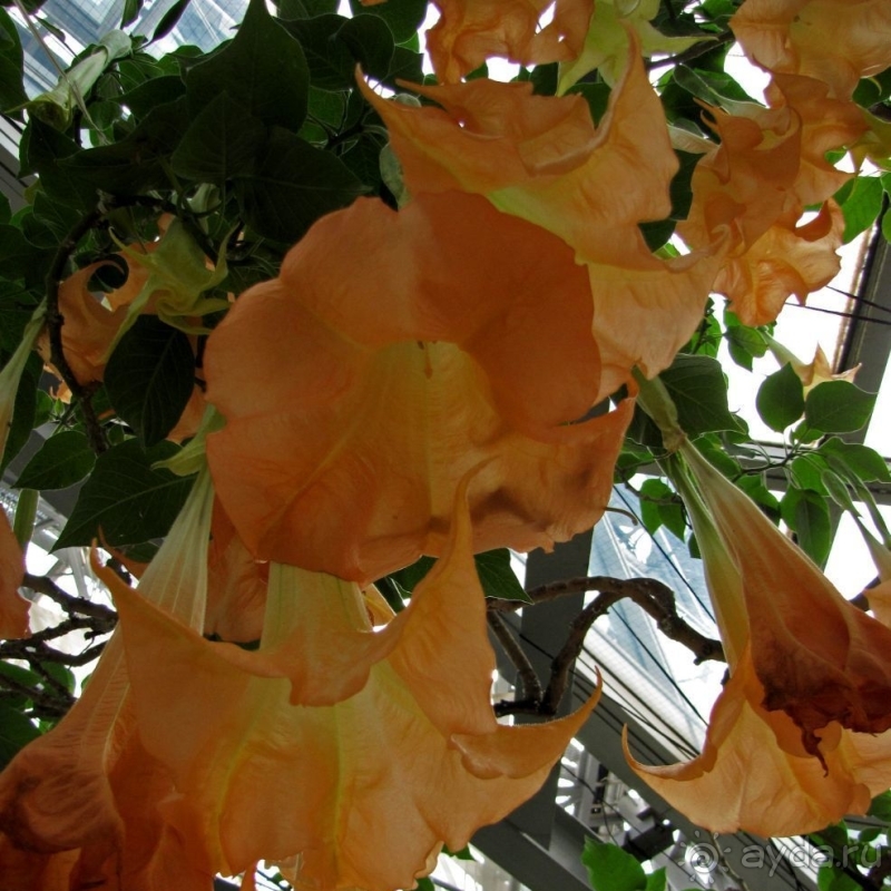 Около 200 сортов трав в саду на горе Рокко