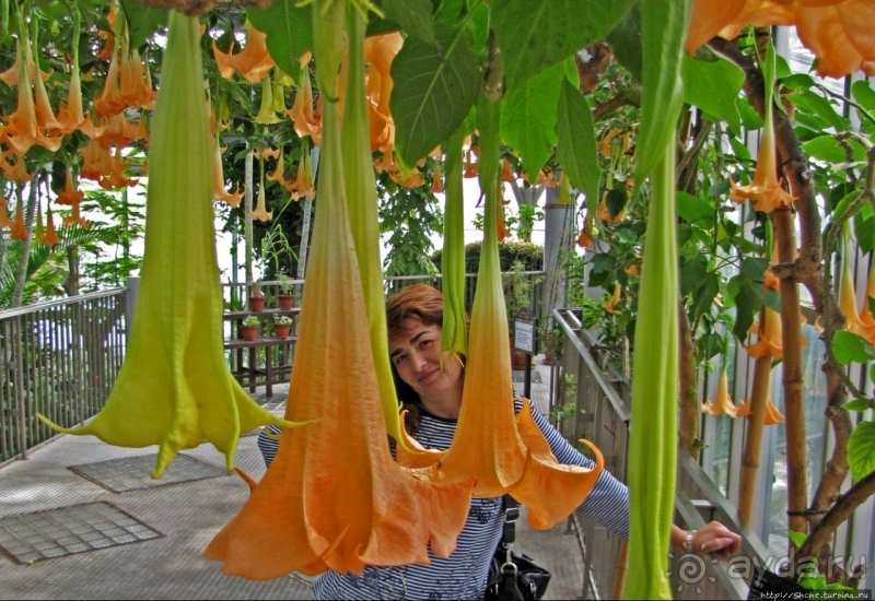 Около 200 сортов трав в саду на горе Рокко