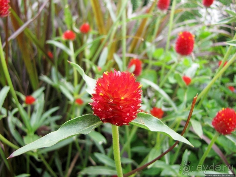 Около 200 сортов трав в саду на горе Рокко