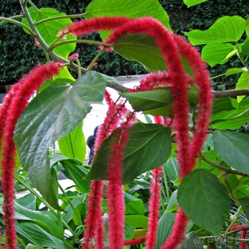 Около 200 сортов трав в саду на горе Рокко