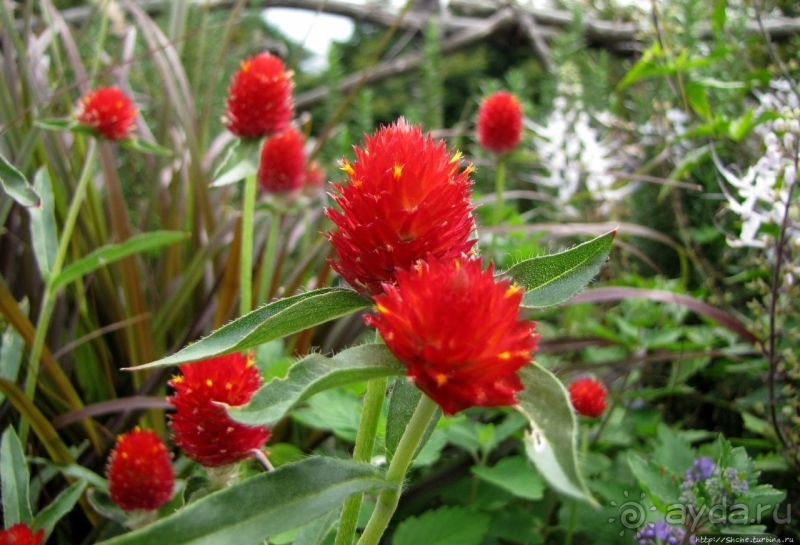 Около 200 сортов трав в саду на горе Рокко