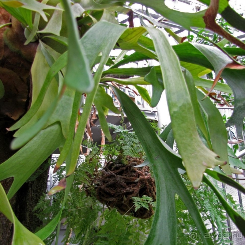 Около 200 сортов трав в саду на горе Рокко