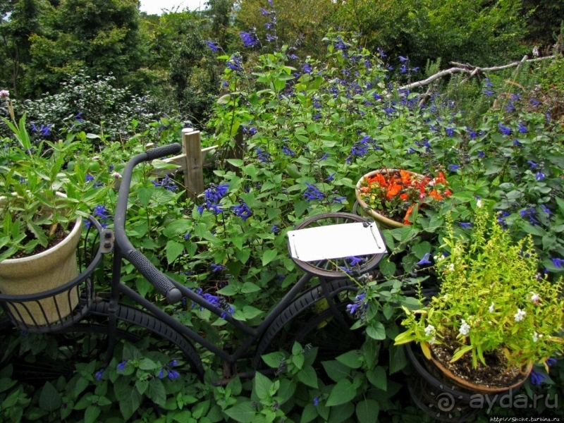 Около 200 сортов трав в саду на горе Рокко