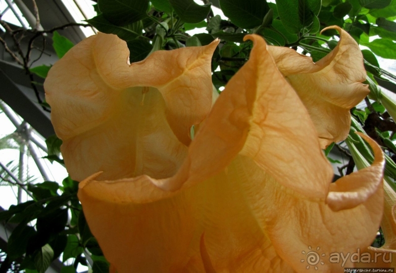 Около 200 сортов трав в саду на горе Рокко