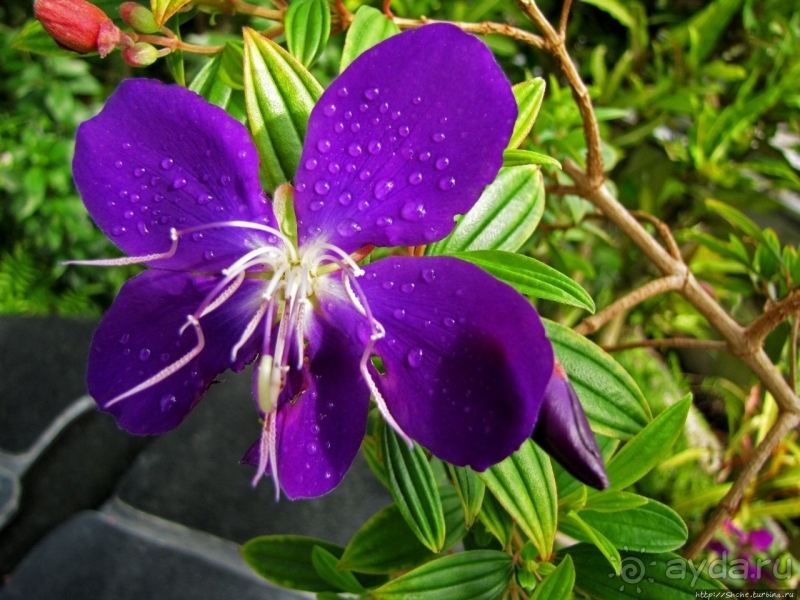 Около 200 сортов трав в саду на горе Рокко