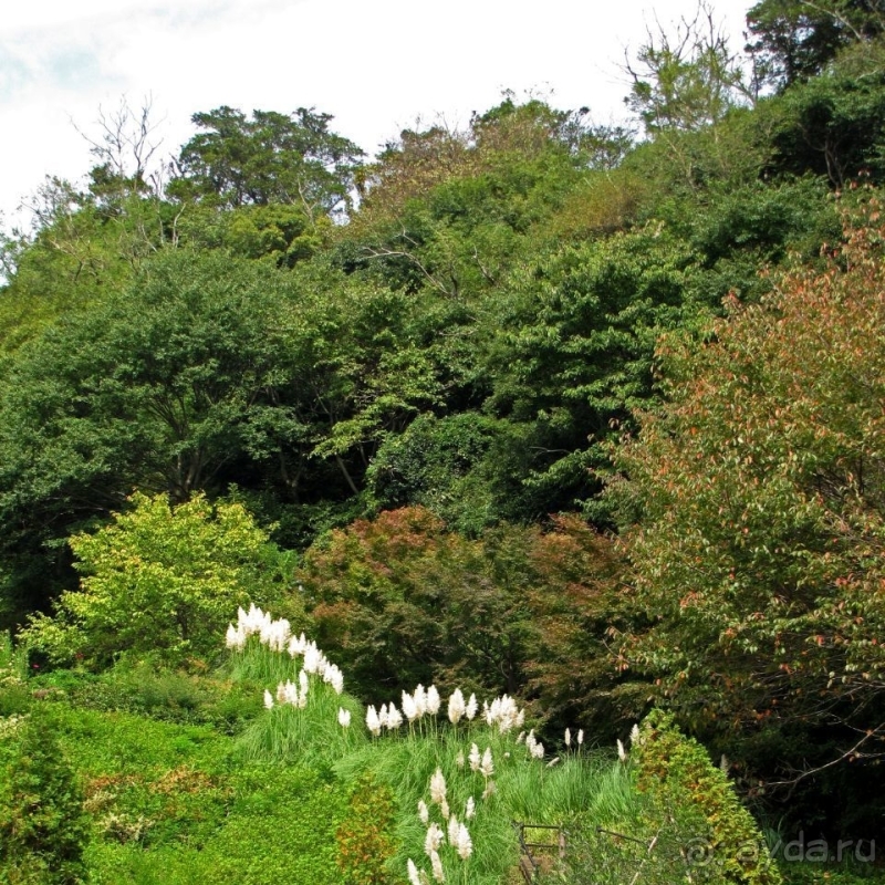 Около 200 сортов трав в саду на горе Рокко