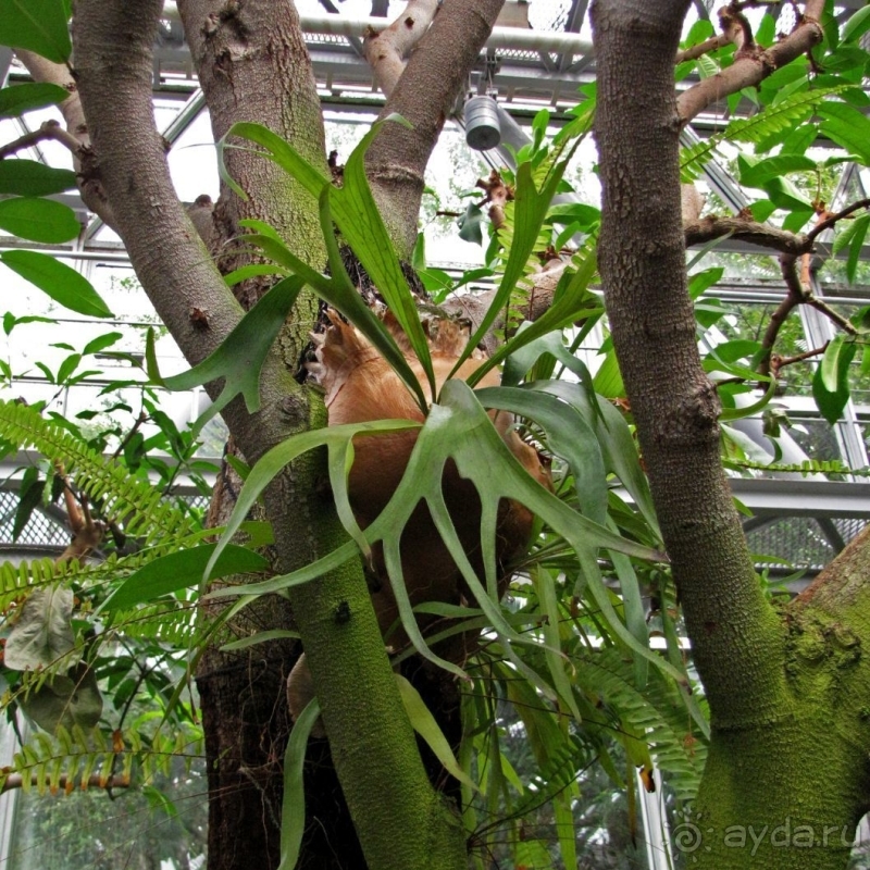 Около 200 сортов трав в саду на горе Рокко