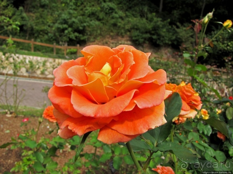 Около 200 сортов трав в саду на горе Рокко