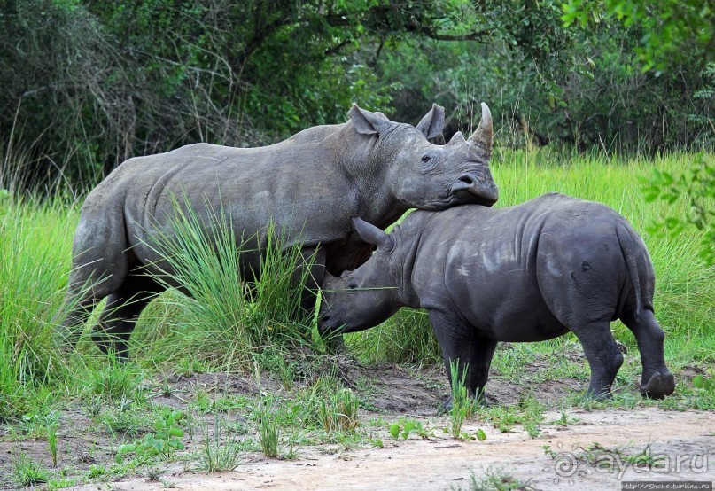 Белые, потому что широкие! "Обама" и еще 14 белых носорогов
