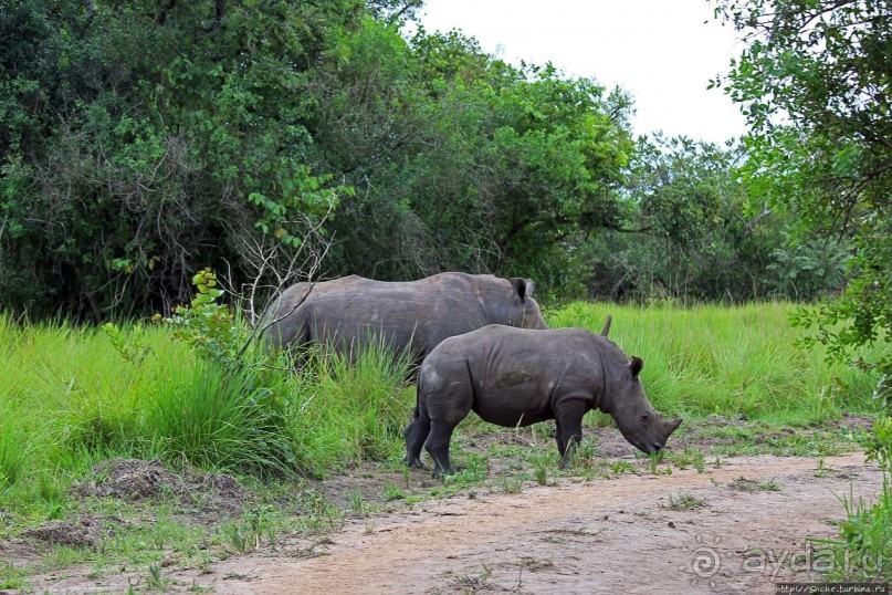 Белые, потому что широкие! "Обама" и еще 14 белых носорогов