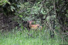 Белые, потому что широкие! "Обама" и еще 14 белых носорогов