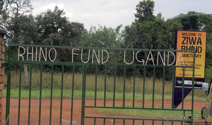 Белые, потому что широкие! "Обама" и еще 14 белых носорогов