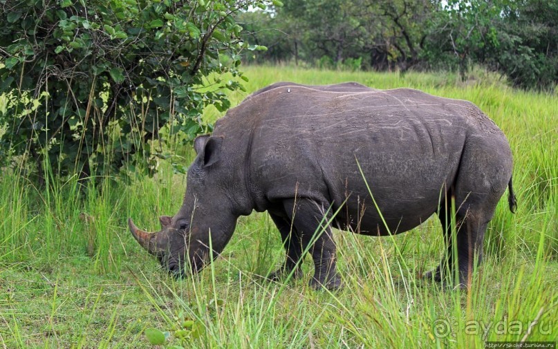 Белые, потому что широкие! "Обама" и еще 14 белых носорогов