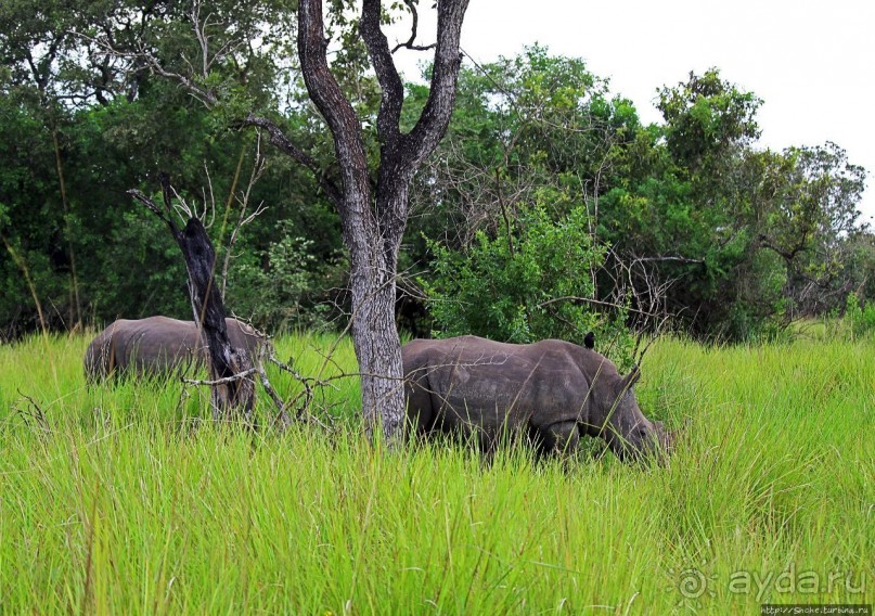 Альбом отзыва "Белые, потому что широкие! "Обама" и еще 14 белых носорогов"