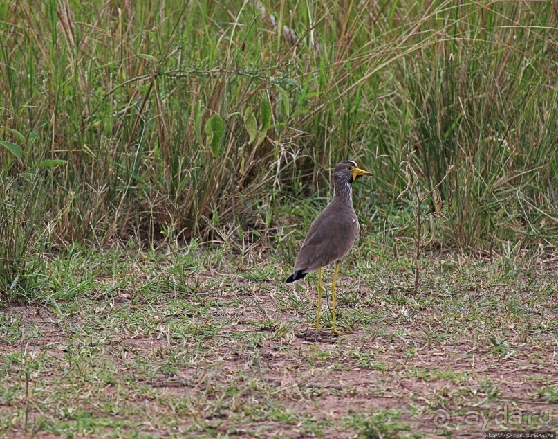 Белые, потому что широкие! "Обама" и еще 14 белых носорогов