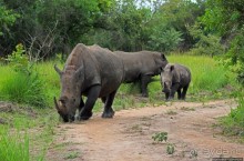 Белые, потому что широкие! "Обама" и еще 14 белых носорогов
