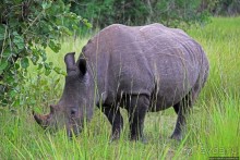 Белые, потому что широкие! "Обама" и еще 14 белых носорогов