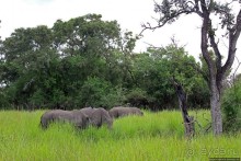 Белые, потому что широкие! "Обама" и еще 14 белых носорогов