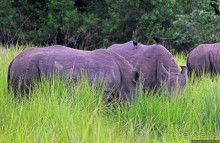 Белые, потому что широкие! "Обама" и еще 14 белых носорогов